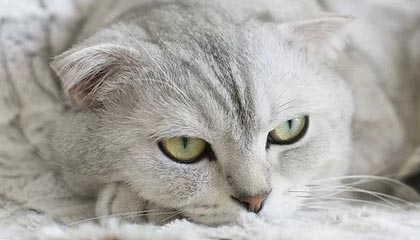 秀人网深度揭秘：秘闻风波背后，当事人在公司会议室的角色罕见令人意外